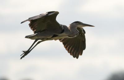 IMG_0403cropcsproA.jpg