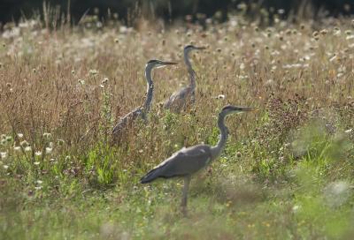 IMG_0408cropcspro.jpg