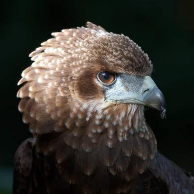 Hawk Conservancy