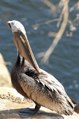 pelican.jpg