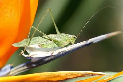 hopper on paradise.jpg
