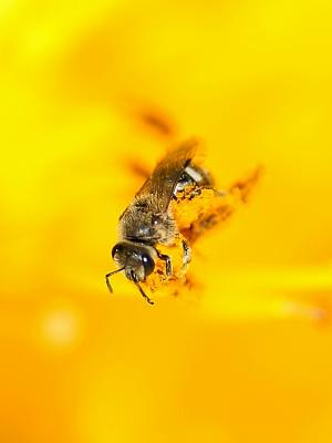 small bee.jpg