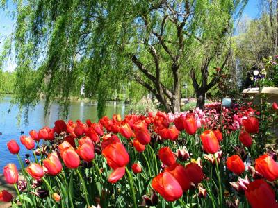 Floriade - Tulips