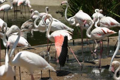 San Diego Wild Animal Park