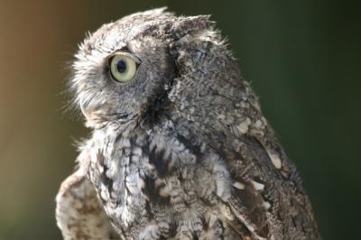 Screech Owl