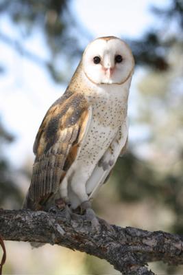 Barn Owl