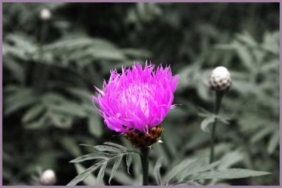 v3/35/555735/3/44892591.Corn_Flower_selective_color.jpg