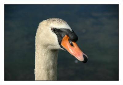 Swan at Talyllyn