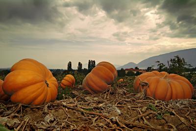 Pumkins, anybody ?