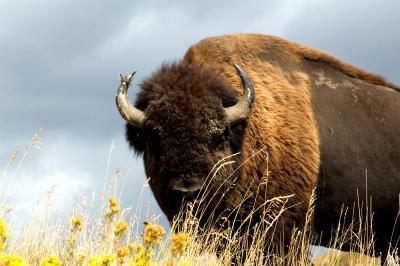 bison - - north unit