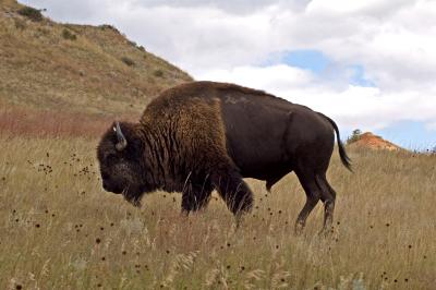 bison- - north unit
