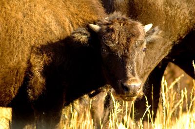 bison baby - south unit