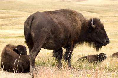  bison  -- north unit
