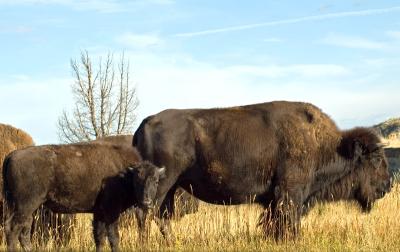 bison - south unit