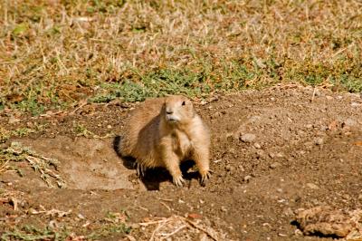 prairie dog - north unit