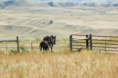 Wild Horse Sanctuary; Hot Springs, SD