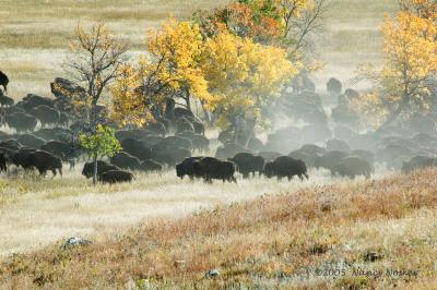 DSC_2536 buffalo
