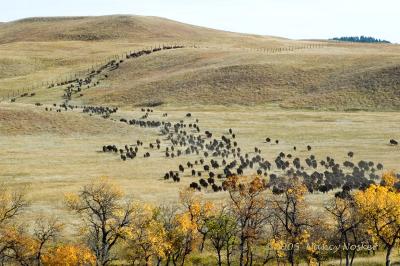 DSC_2539 buffalo