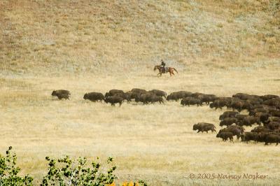 DSC_2542 buffalo & cowboy