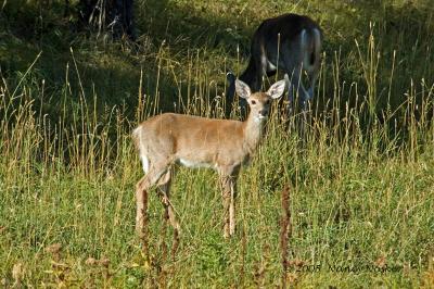 DSC_1168  fawn with doe