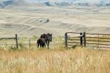 Wild Horse Sanctuary; Hot Springs, SD
