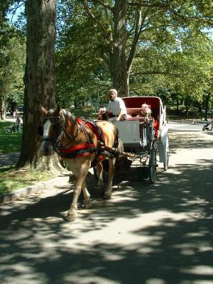 Central Park Carriage