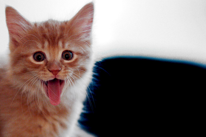 Cat Scratch Fever *