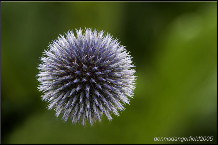 A Catch of Thistles