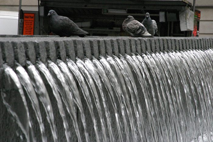 An outpouring of pigeons *
