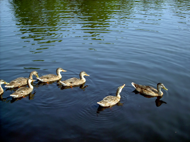 Group of Ducks *