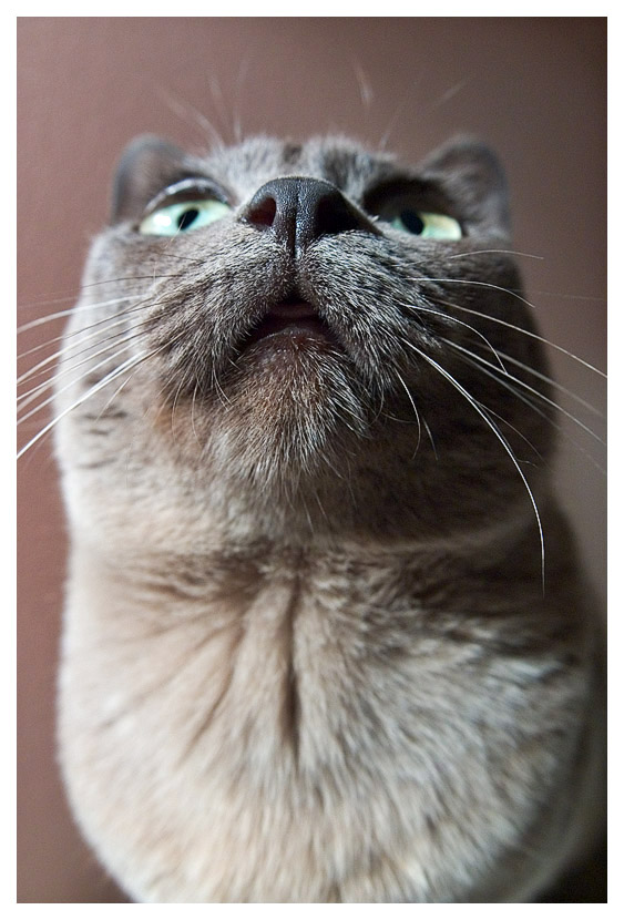 Not a good look for a cat!*