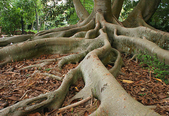 Roots Of Nature