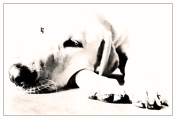After a hard days play *