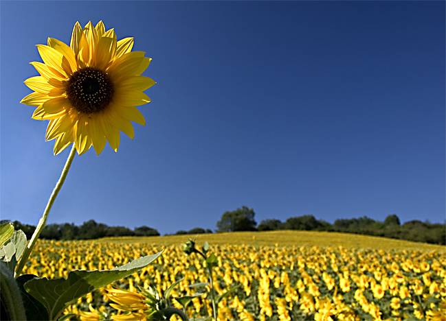 sunflowers III*