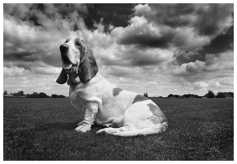 Dog  *