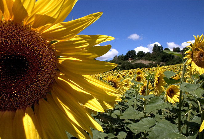 Sunflowers I<br>6th Place