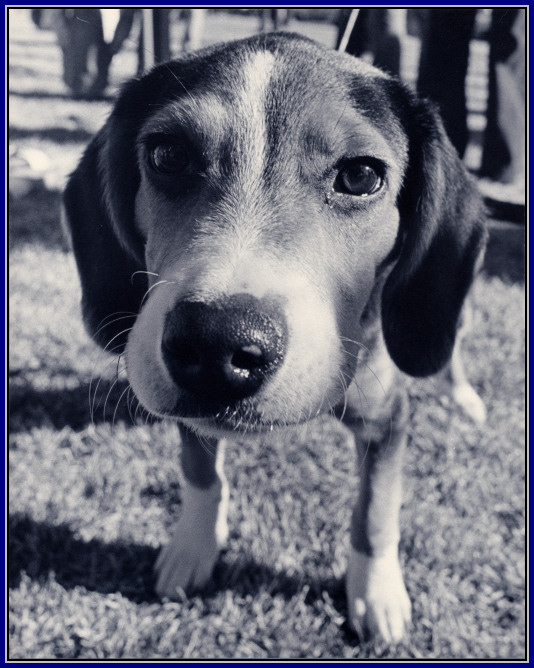 BlueDog *