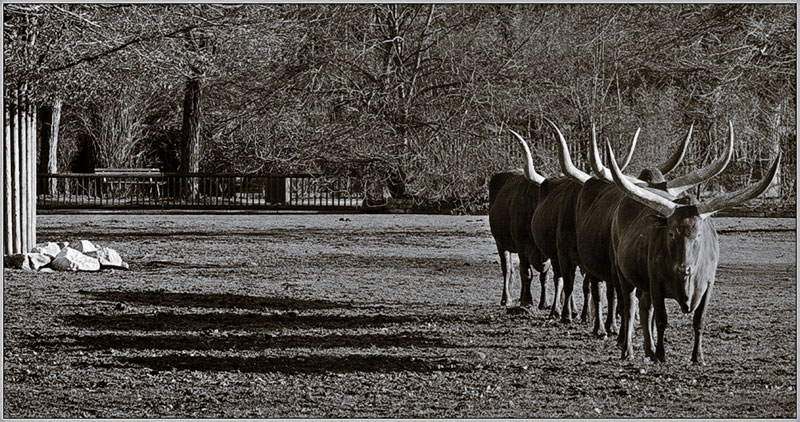 Longhorn Ballet *