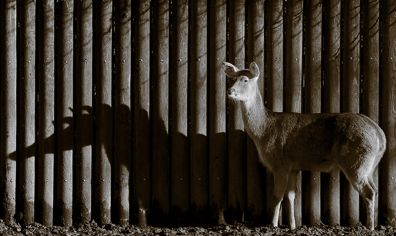 Frightening Shadow *
