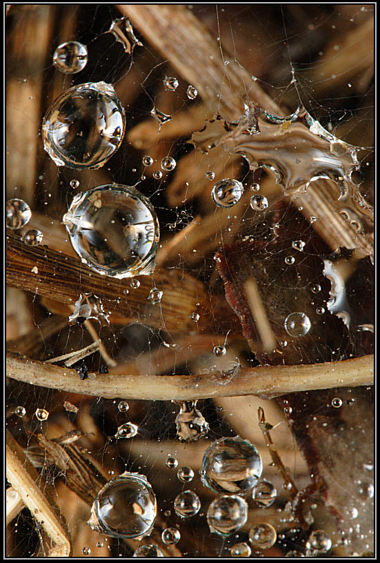 Wet Web *