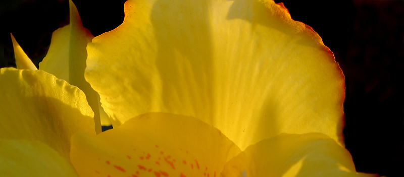 calla*