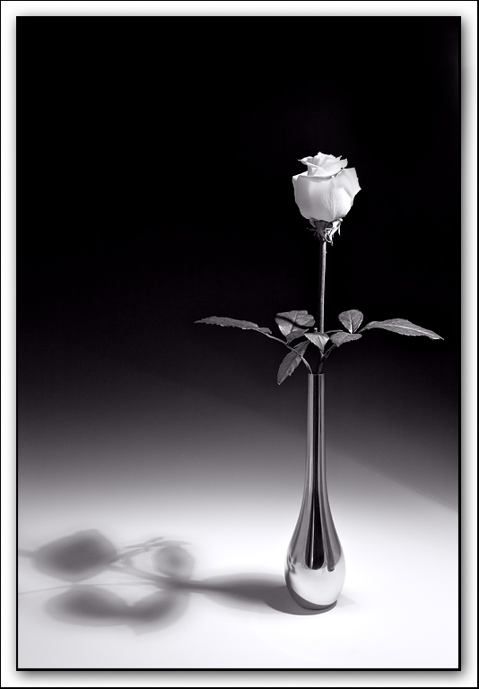 white rose *