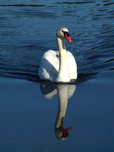 Swans Shadow