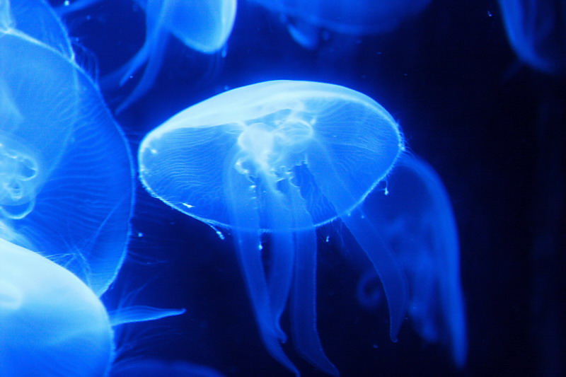 Light and Blue Shadows (*)