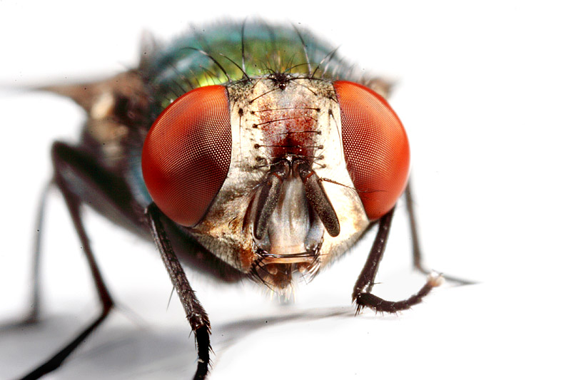 A Portrait of the fly *