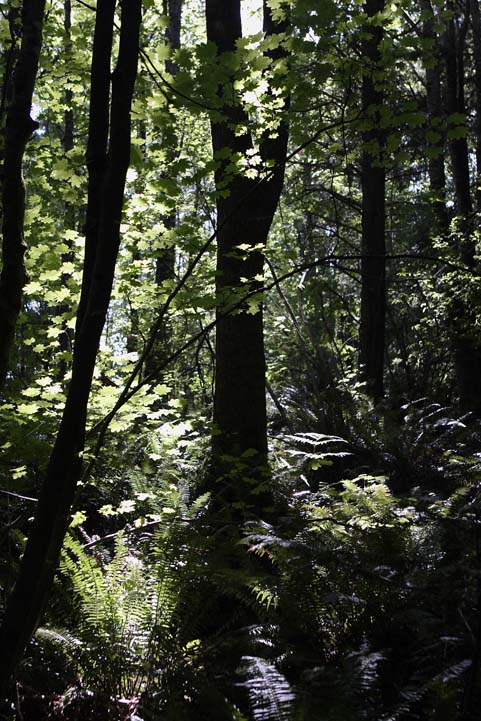 Sunlit Trees *