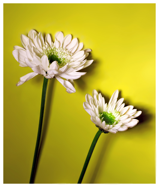 Two Buds*