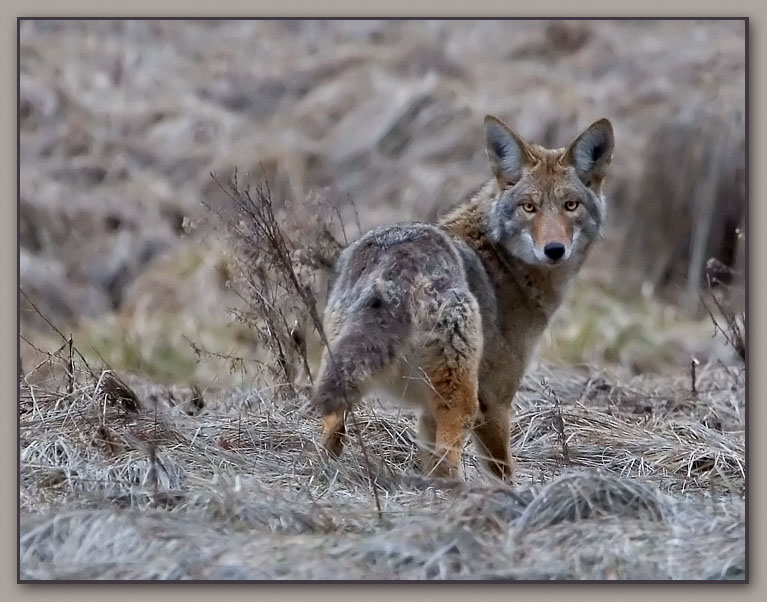 winter coyote *<br>4th Place