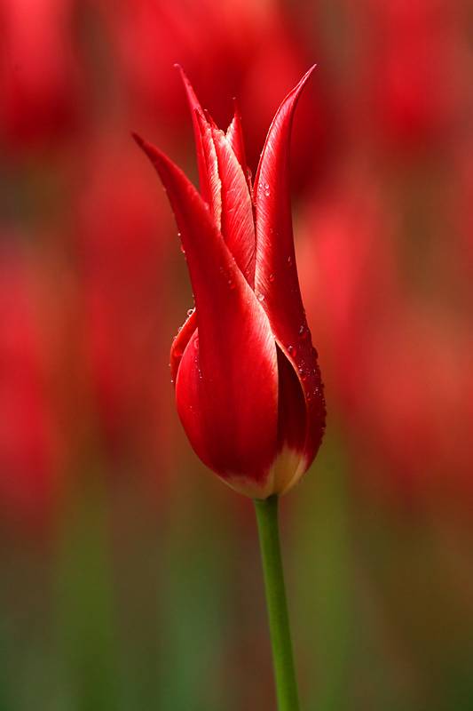Tulip