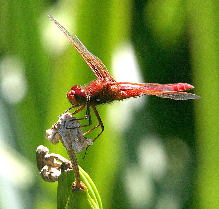 Red DragonFly